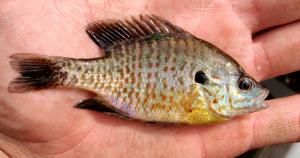 Hybrid Sunfish