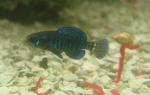 gulf coast pygmy sunfish male resize
