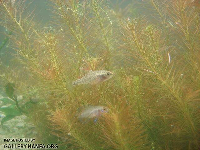 gulf coast pygmy sunfish male and female resize