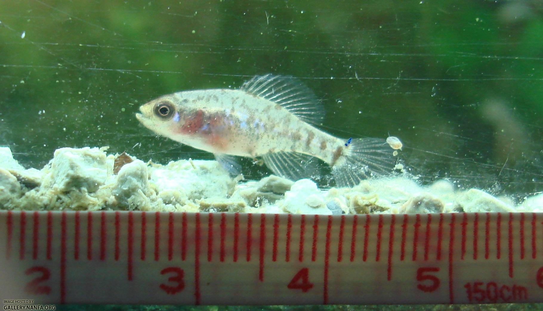 Scaled image in centimeters of gulf coast pygmy sunfish