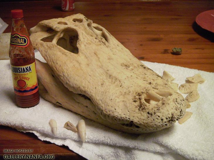Gator Skull