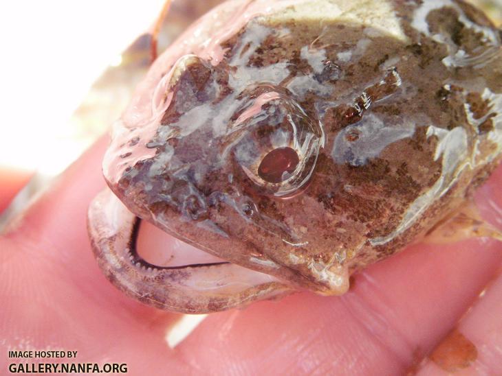 Oyster Toadfish