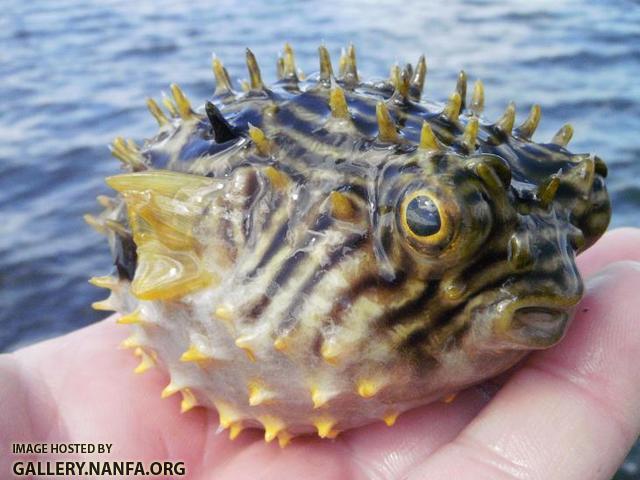 A puffed up Striped Burrfish.