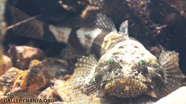 sculpin with green eyes (retractable lens)