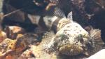 sculpin with green eyes (retractable lens)