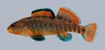 Etheostoma caeruleum Rainbow Darter 214-3000