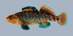 Etheostoma caeruleum Rainbow Darter 351-3000