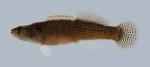 Etheostoma flabellare Fantail Darter 189-3000