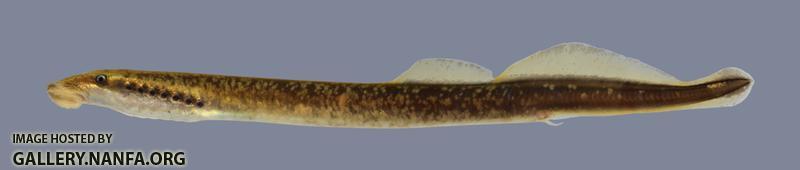 Lampetra aepyptera  Least Brook Lamprey 301-3000