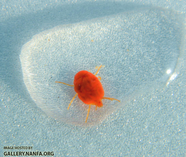 red water mite