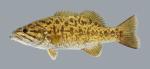 Micropterus dolomieu Smallmouth Bass 2488-1