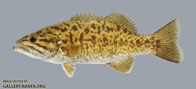 Micropterus dolomieu Smallmouth Bass 2488-1