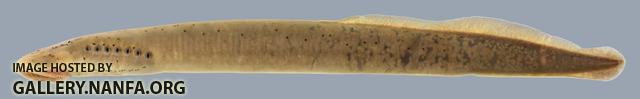 Ichthyomyzon castaneus Chestnut Lamprey 2808