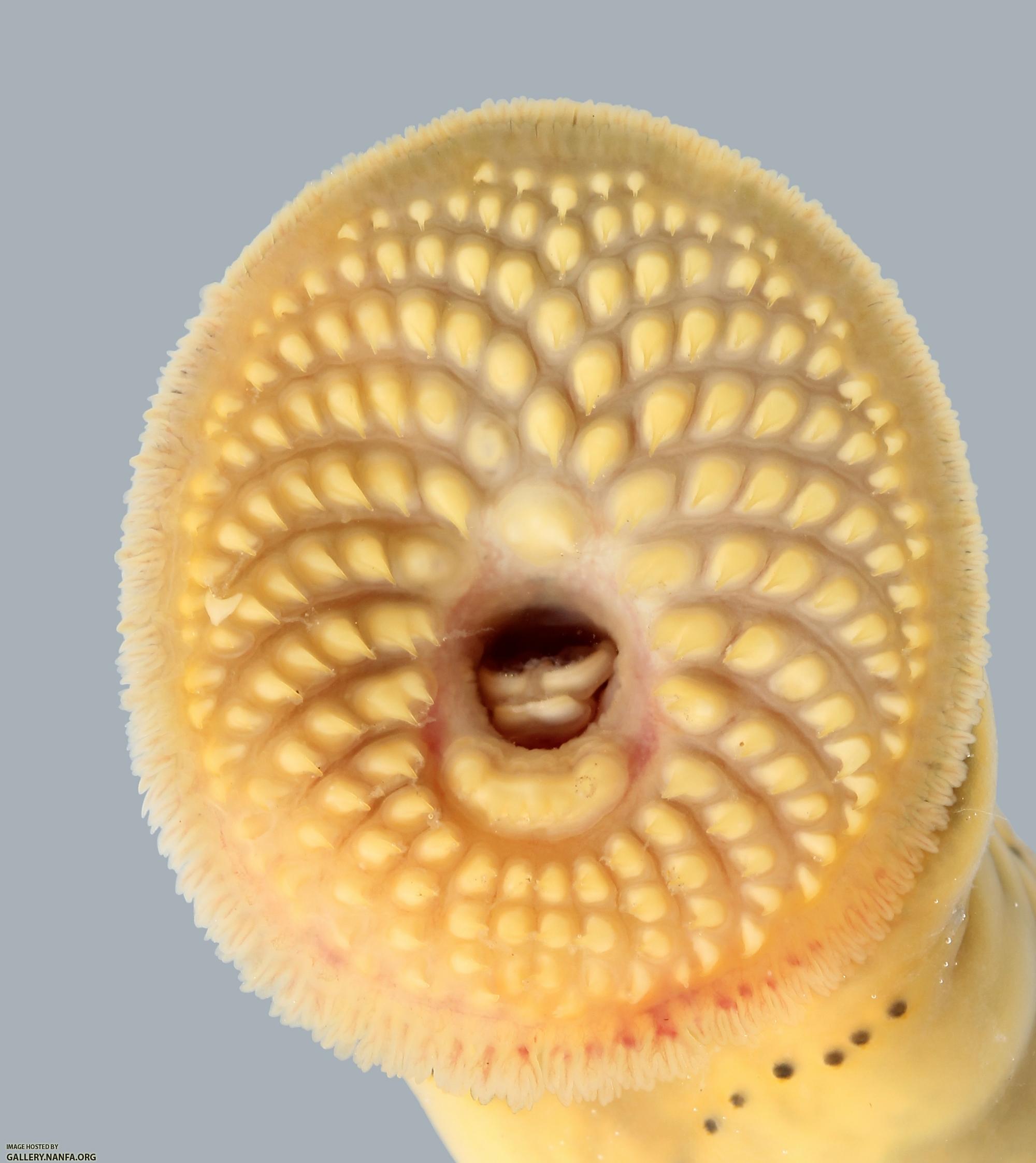 Ichthyomyzon castaneus Chestnut Lamprey 2779