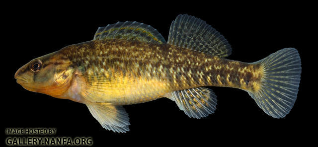 Etheostoma caeruleum