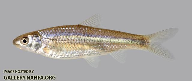 Hybognathus nuchalis Mississippi Silvery Minnow 3755-1 