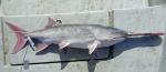 Oklahoma paddlefish