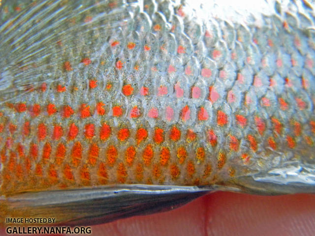 redspotted sunfish spots on belly