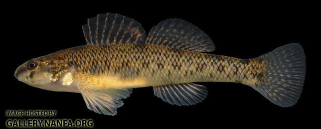 Etheostoma nigrum