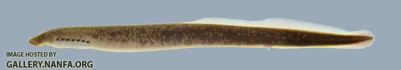 Ichthyomyzon gagei Southern Brook Lamprey 2043