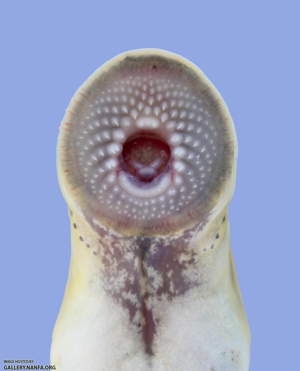 Ichthyomyzon gagei Southern Brook Lamprey 2058