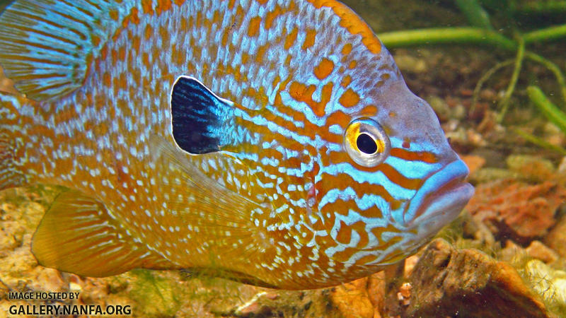 longear sunfish