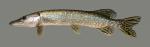 Esox lucius Northern Pike 223