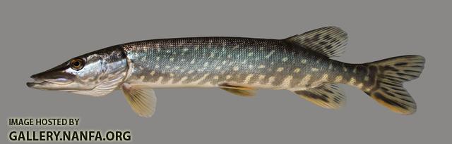Esox lucius Northern Pike 409