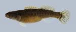 Etheostoma flabellare lineolatum Striped Fantail Darter 1359