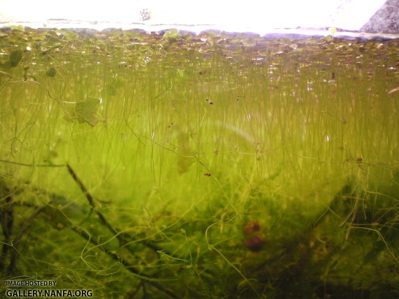 Elassoma gilberti fry in duckweed at surface of aquarium