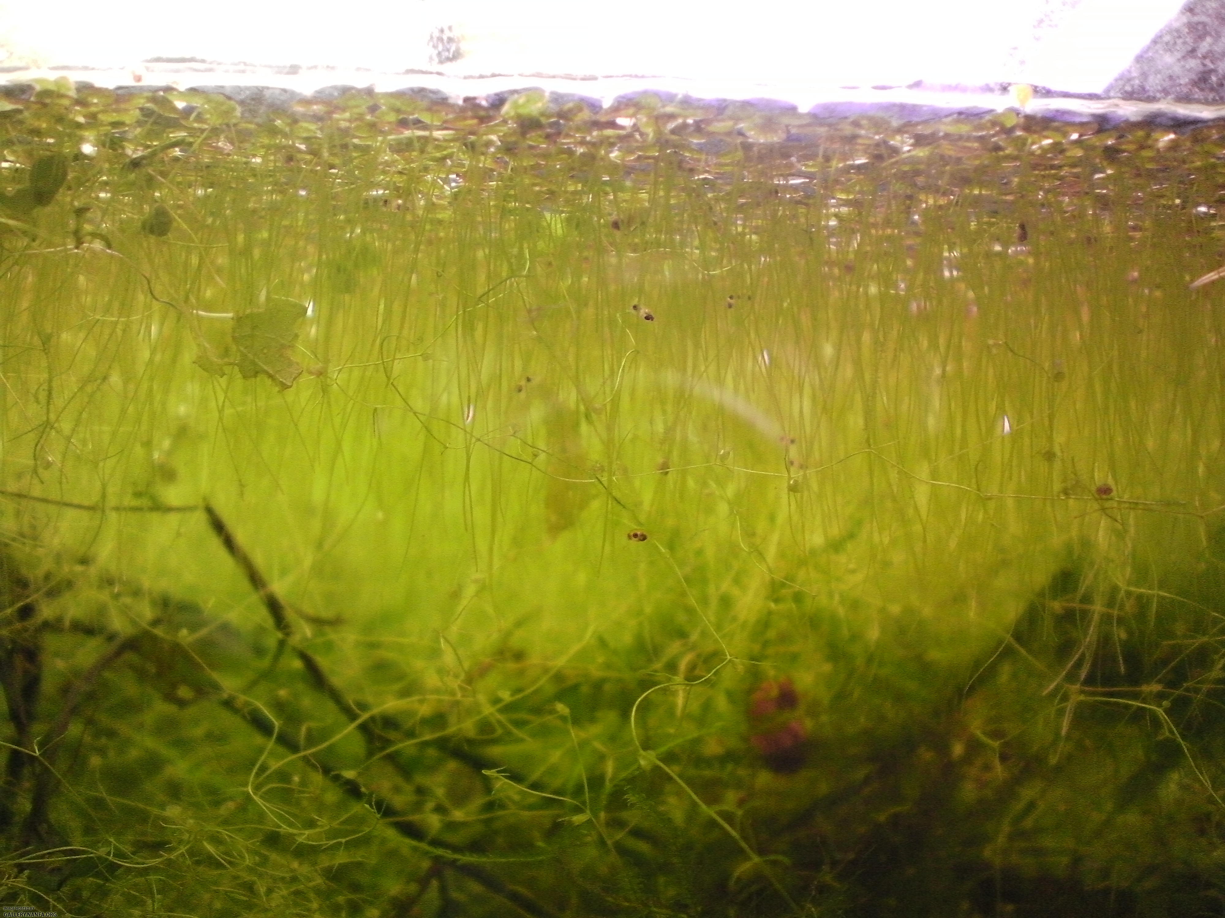Elassoma gilberti fry in duckweed at surface of aquarium