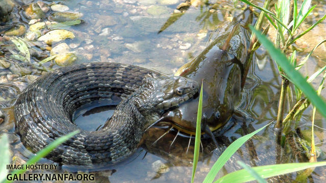 water snake with bullhead