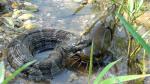 water snake with bullhead