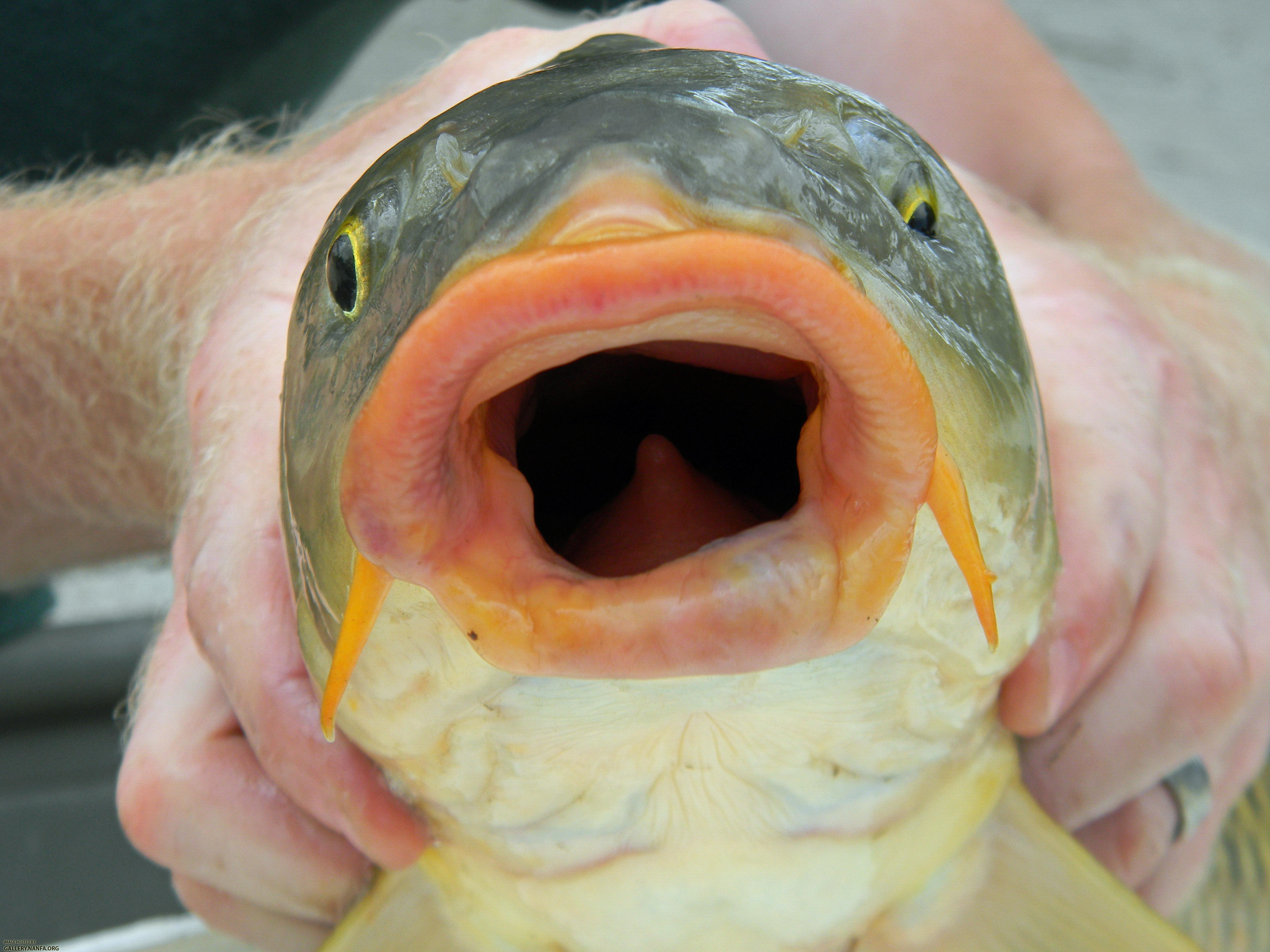 common carp mouth and barbels