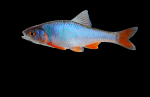 red shiner (male)