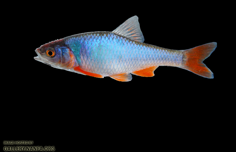 red shiner (male)