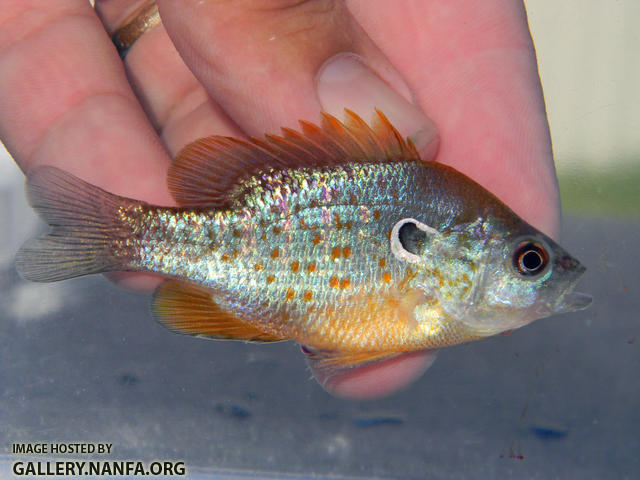 orangespot sunfish