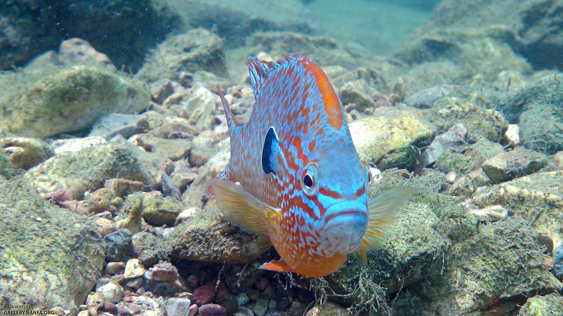 longear sunfish male