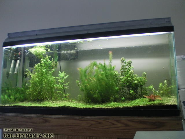 55 gallon Elassoma gilberti aquarium on 5.19.12