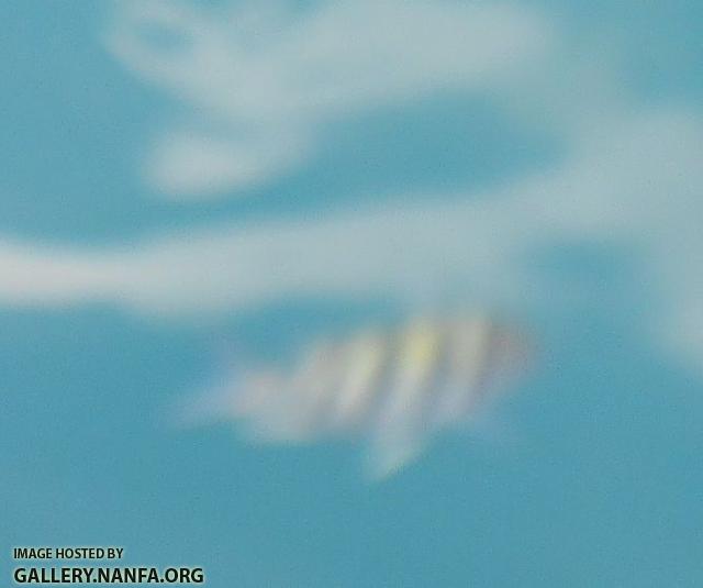 striped fish close 2