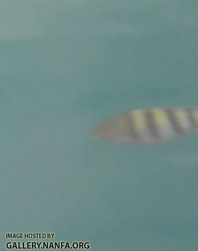 striped fish close