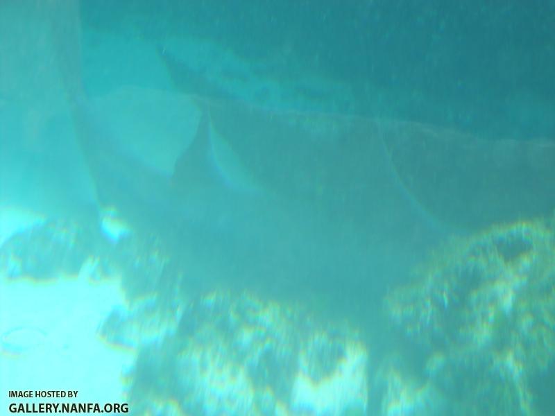 bottom shark