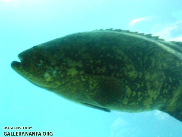goliath grouper 1