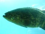goliath grouper 1