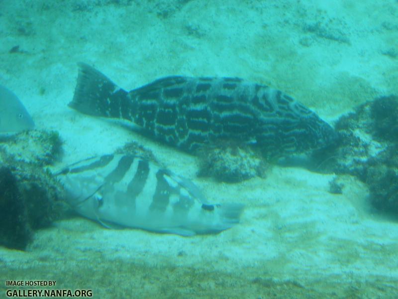 black grouper and nassau grouper