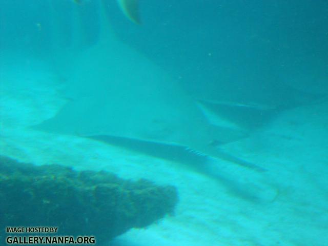 sawfish 1