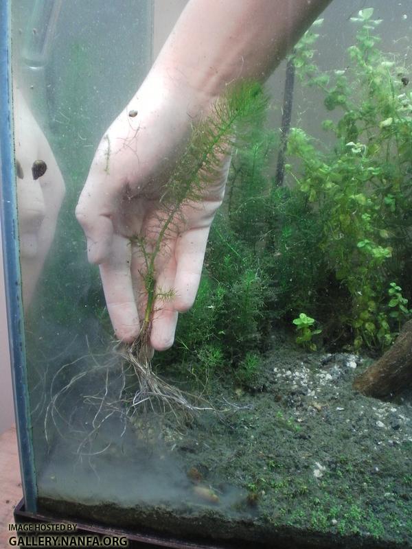 Myriophyllum pinnatum roots in two inches of kitty litter.  