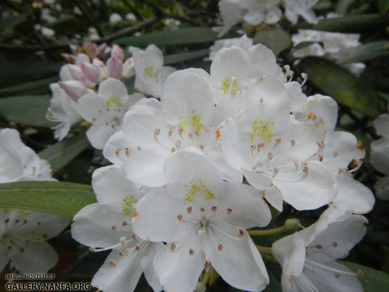 Rhododendron close up