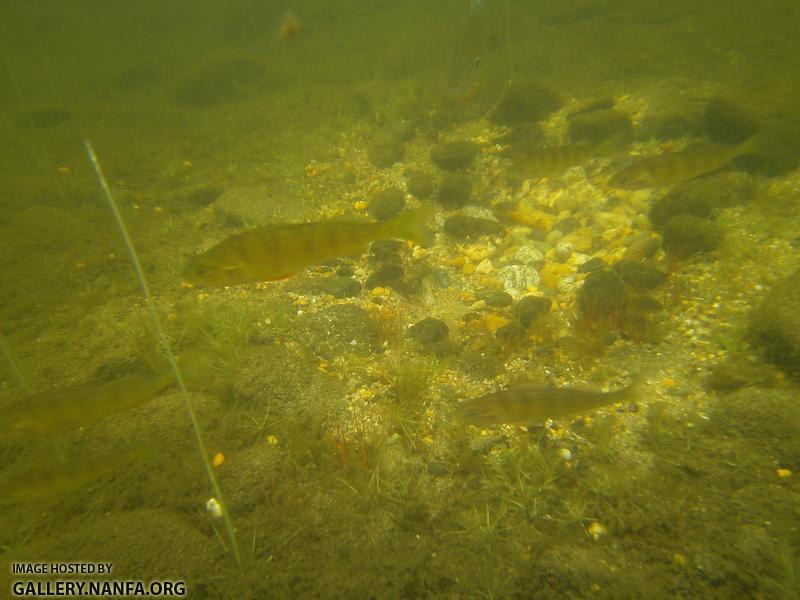 nest perch and sunfish 2