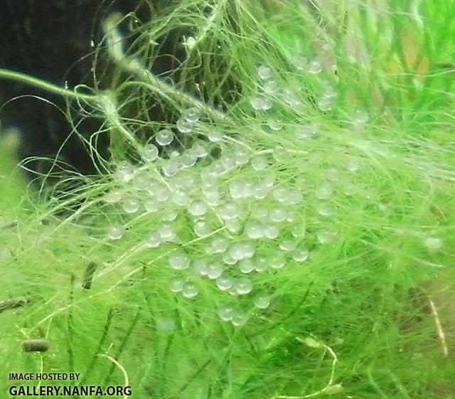 zoom in on elassoma gilberti eggs july 22nd 2012